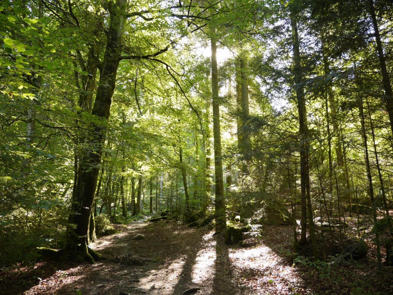 Fewo Kedo Neukirchen vorm Wald المظهر الخارجي الصورة